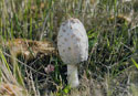 Coprinus comatus